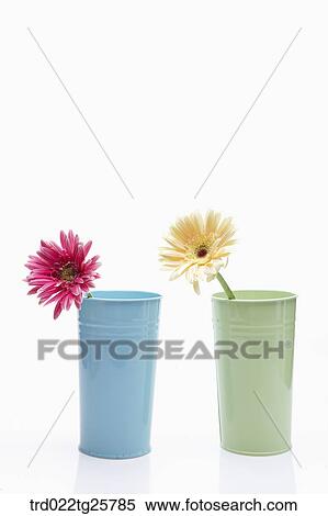 Stock Illustration - gerbera in the cup. Fotosearch