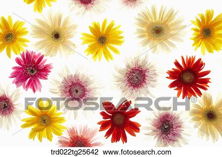Multi colored flowers View Large Illustration Drawing - Multi colored flowers. Fotosearch