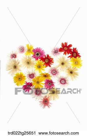 Clip Art - multi colored flowers in Heart shaped . Fotosearch