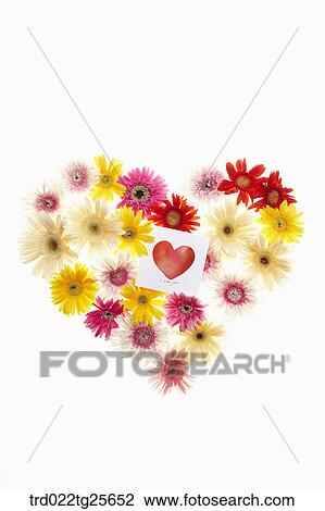 multi colored flowers in Heart shaped View Large Illustration Drawing - multi colored flowers in Heart shaped . Fotosearch