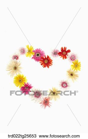 multi colored flowers in Heart shaped View Large Illustration Drawing - multi colored flowers in Heart shaped . Fotosearch