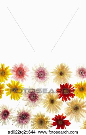 Stock Illustration - Multi colored flowers. Fotosearch