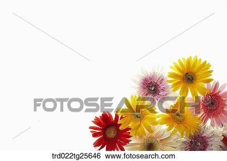 Multi colored flowers View Large Illustration Stock Illustration - Multi colored flowers. Fotosearch