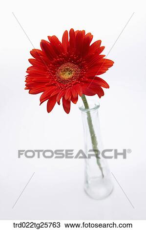 red flower in vase View Large Illustration Drawing - red flower in vase. Fotosearch