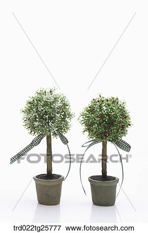 Stock Illustration - ribbon tree in flowerpot. Fotosearch