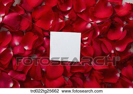 roses memo pad View Large Illustration Drawing - roses memo pad. Fotosearch
