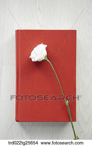white rose and book View Large Illustration Stock Illustration - white rose and book. Fotosearch