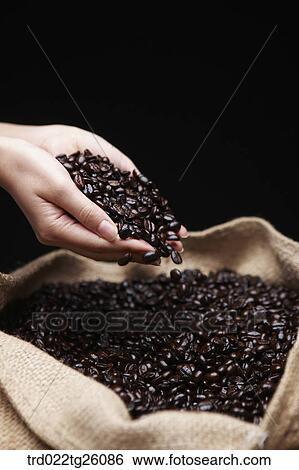 roasted coffee beans putting on hands View Large Illustration Stock Illustration - roasted coffee beans putting on hands. Fotosearch