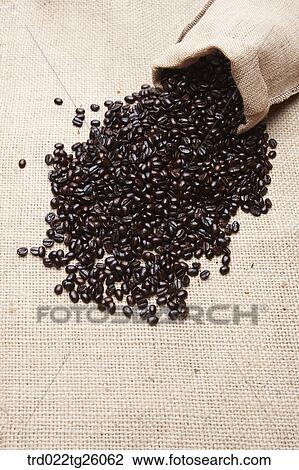 roasted coffee beans with sack View Large Illustration Drawing - roasted coffee beans with sack. Fotosearch