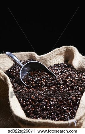 scooper and roasted coffee beans in sack View Large Illustration Clip Art - scooper and roasted coffee beans in sack. Fotosearch