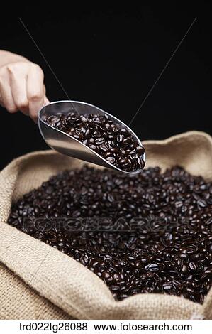 scooping the roasted coffee beans View Large Illustration Stock Illustration - scooping the roasted coffee beans. Fotosearch