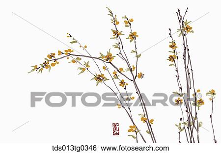 Forsythia in ink painting View Large Illustration Stock Illustration - Forsythia in ink painting. Fotosearch