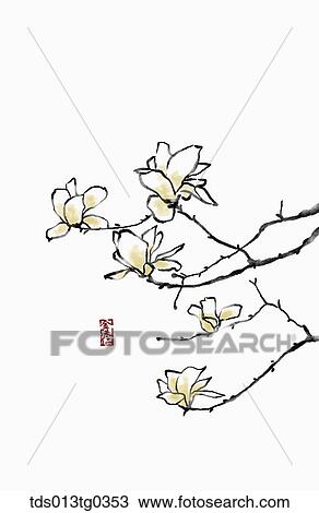 Magnolia in ink painting View Large Illustration Drawing - Magnolia in ink painting. Fotosearch