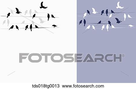 Drawing - birds on wire illust background. Fotosearch