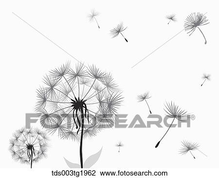 Stock Image - dandelion illustration. Fotosearch