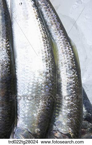 fresh fishes View Large Photo Image Picture - fresh fishes. Fotosearch