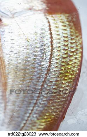 Stock Image - fresh fishes. Fotosearch
