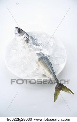 fresh fishes View Large Photo Image Stock Image - fresh fishes. Fotosearch