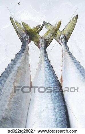 fresh fishes View Large Photo Image Stock Photo - fresh fishes. Fotosearch