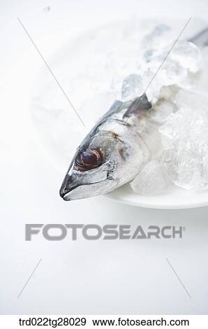 Stock Photo - fresh fishes. Fotosearch