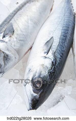 fresh fishes View Large Photo Image Stock Photograph - fresh fishes. Fotosearch