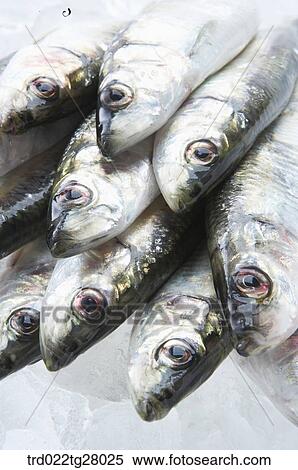 fresh fishes View Large Photo Image Stock Photography - fresh fishes. Fotosearch