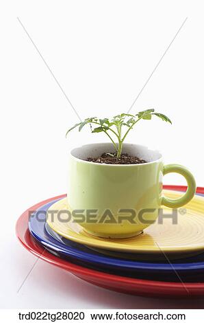 spring sprout View Large Photo Image Stock Image - spring sprout. Fotosearch
