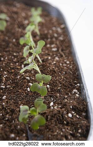 Stock Image - spring sprout. Fotosearch