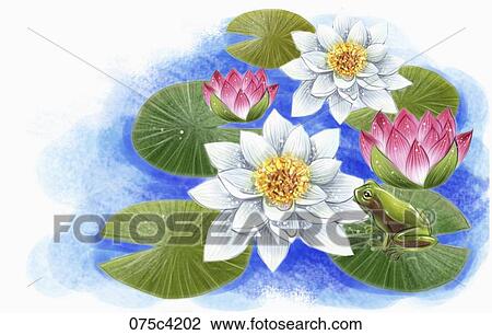 lotus flowers and frog on the pond View Large Illustration Drawing - lotus flowers and frog on the pond. Fotosearch