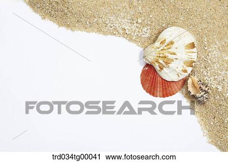 sea shells and sand View Large Photo Image Stock Image - sea shells and sand. Fotosearch