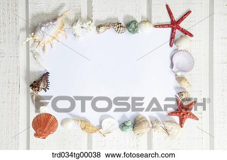 sea shells and starfish in frame View Large Photo Image Stock Photo - sea shells and starfish in frame. Fotosearch