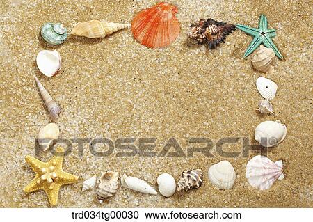 Stock Image - sea shells on the sand. Fotosearch