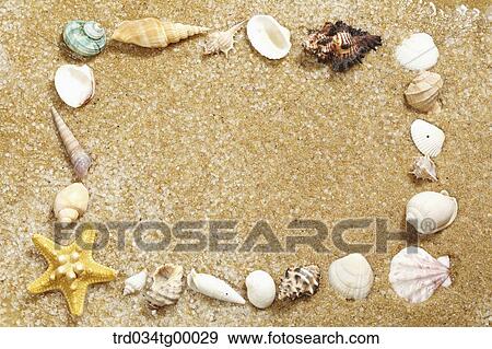 sea shells on the sand View Large Photo Image Stock Photo - sea shells on the sand. Fotosearch