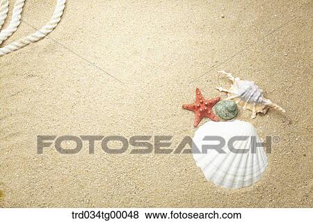 Stock Photo - sea shells on the sand. Fotosearch