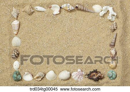 sea shells on the sand View Large Photo Image Stock Photography - sea shells on the sand. Fotosearch