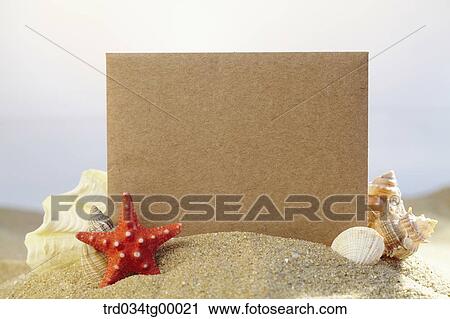 starfish and sea shells on the sand View Large Photo Image Stock Image - starfish and sea shells on the sand. Fotosearch