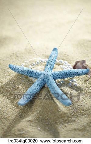 starfish on the sand View Large Photo Image Stock Image - starfish on the sand. Fotosearch