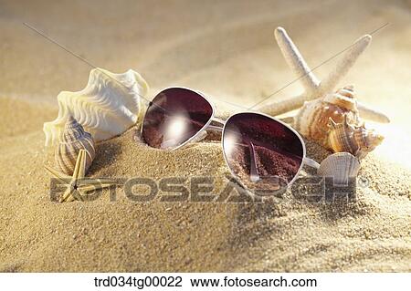 sunglasses and starfish with sea shells on the sand View Large Photo Image Stock Image - sunglasses and starfish with sea shells on the sand. Fotosearch