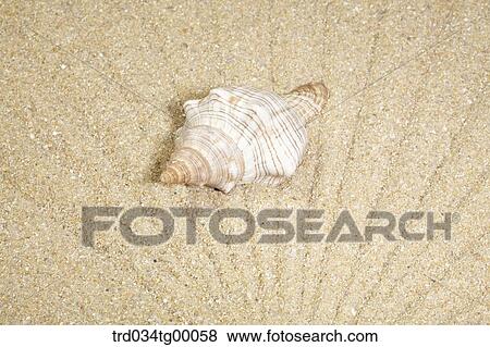 turban shell on the sand View Large Photo Image Stock Photo - turban shell on the sand. Fotosearch