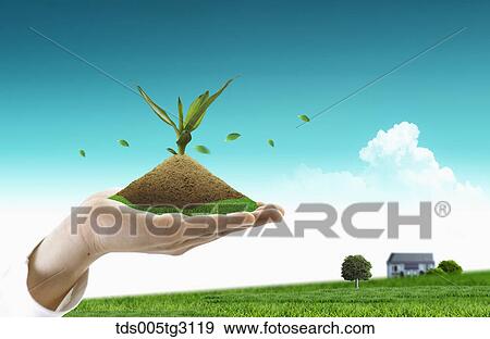 Stock Illustration - Soil and a shoot on a palm and a field of grass and a house. Fotosearch