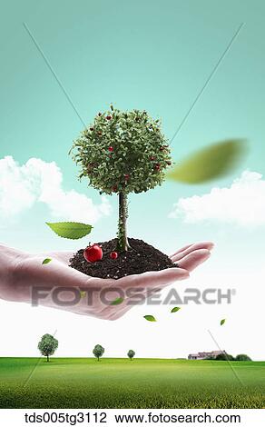 Drawing - Soil and an apple tree on a hand and a field of grass. Fotosearch