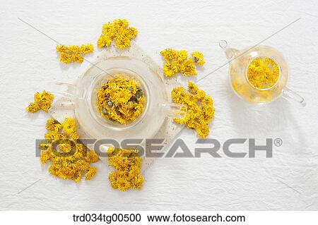 Glass tea pot of dandelin tea and its flowers View Large Photo Image Stock Image - Glass tea pot of dandelin tea and its flowers. Fotosearch