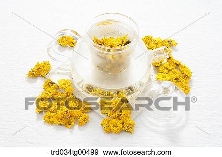 Glass tea pot of dandelin tea and its flowers View Large Photo Image Stock Photo - Glass tea pot of dandelin tea and its flowers. Fotosearch