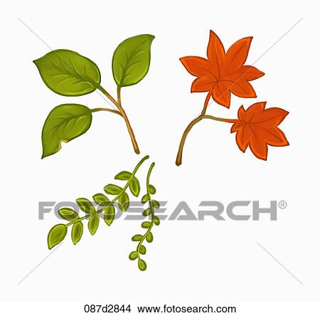 Drawing of different leaves View Large Illustration Stock Illustration - Drawing of different leaves. Fotosearch