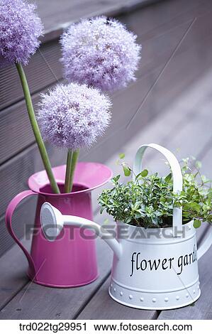Stock Image - alliums and plant are in flower pots. Fotosearch