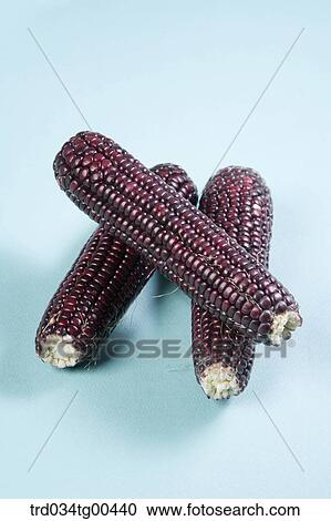 Stock Image - Autumn With Purple Corns. Fotosearch