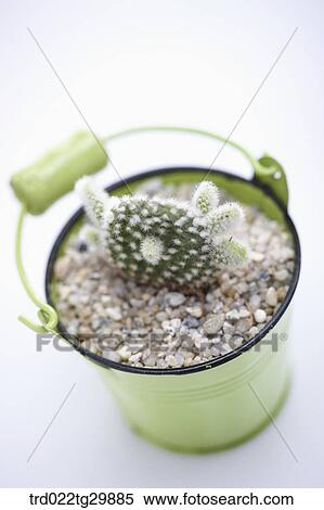 Stock Photography - cactus in flower pot. Fotosearch