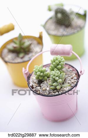 Stock Photo - close up of fleshy plants in flower pot. Fotosearch
