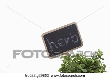 Stock Image - close up of herb plant. Fotosearch