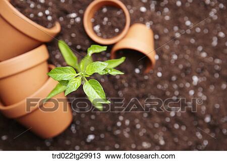 close up of plant in the dirt and flower pots were scattered View Large Photo Image Stock Image - close up of plant in the dirt and flower pots were scattered. Fotosearch
